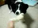 ボーダーコリー キース July/17th/2008 Border collie keith