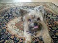 Rupert