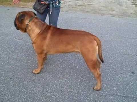 bull mastiff