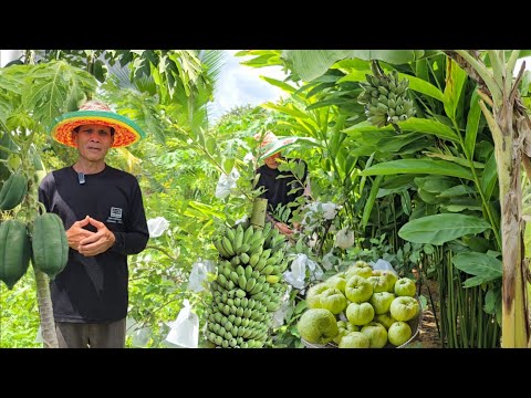 ทำเกษตรผสมผสานในพื้นที่ 3ไร่ ใส่เต็ม ออกแบบอย่างดี มีครบวงจร.