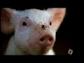 charlottes-web-inspired-by-music-video-make-a-wish.html