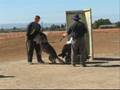 Dante & I training with South County & Alameda SchH Clubs