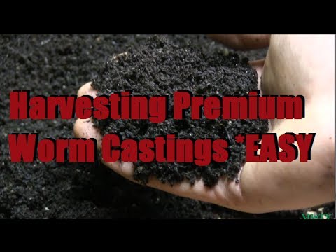 how to harvest worm castings