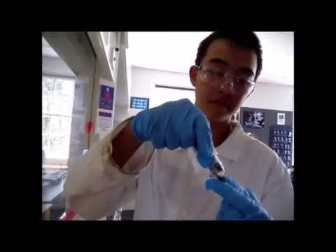 how to react iron with sulphur