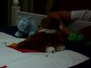 two new members of the webkinz family two new members of the webkinz family