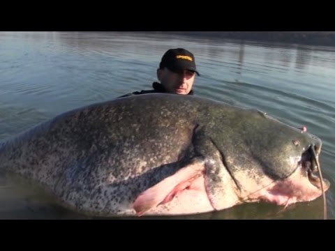 Is this 280 pound catfish real? Fisherman provides proof