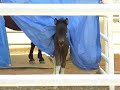 Baby Mini Horse Baby Mini Horse