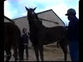 horses doing it