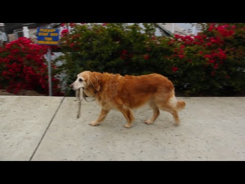 Funny dog walks itself