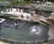 More-Sea-Lions-20070