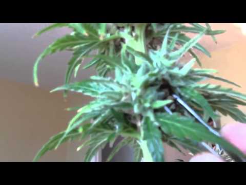 how to harvest seeds from cannabis