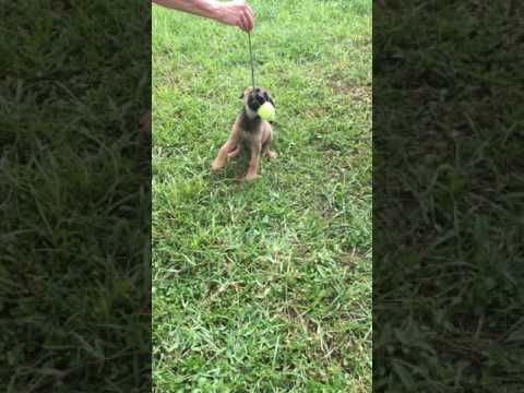 AKC German Shepherd puppy for sale