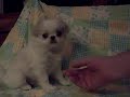 Japanese Chin Puppy