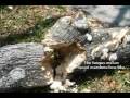 Fungus Damage to Trees