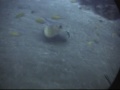 diving on canary islands with valhalla catamaran.location - los gigantes. feeding of rays, angel shark and a lot of fishes. potapeni na kanarskych ostrovech s katamar�nem valhala. lokace - los gigantes. krmen� rejnok?, and?lsk� ??ralok a spousta dal?�ch rybek.