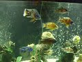 Click here to watch this video fish stuff