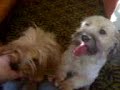 Yorki, Bichon havanese and Coton de Tulear