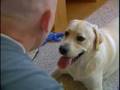 Therapy dogs