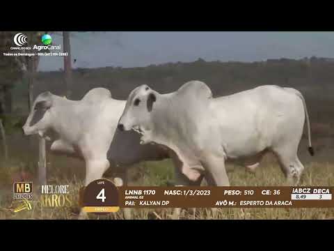 509 LEILO VIRTUAL MB LEILES