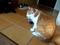 Breezers playball