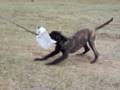 Logan Haus Kennels puppy