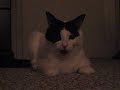 Panting Kitty