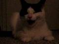 Panting-Kitty
