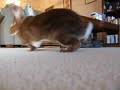Watch The Bouncing Disapproving Bunny Watch The Bouncing Disapproving Bunny