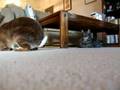 Watch The Bouncing Disapproving Bunny