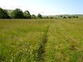 Crickets and the Birdies Song on the Hayfield in Bloom Crickets and the Birdies Song on the Hayfield in Bloom