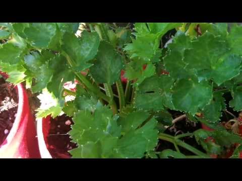 how to harvest celeriac