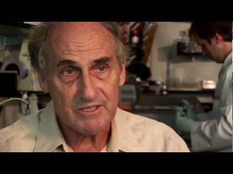 how to isolate dendritic cells