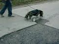 bike-hit-dog.html