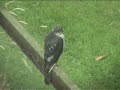 Sparrowhawk