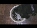 Zipper Rocky Training dachshund Zipper Rocky Training dachshund