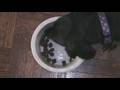 Salchicha video