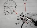 Lipoprotein Physiology: Chylomicron (2/4) Lipoprotein Physiology: Chylomicron (2/4)