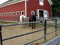 Ewwww! Horse Farting!