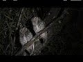 Koepcke`s screech Owl.wmv