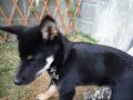 黒豆柴まめすけ　シーシーコントロール.MOV