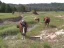 From These Hills by Templeton Thompson featuring the horses of Proud Spirit Horse Sanctuary