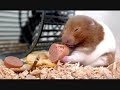 Hamster graciosos