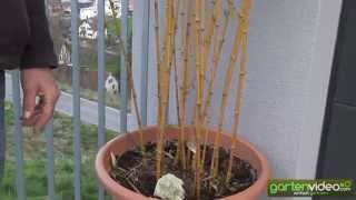 #1456 Der eindrucksvolle gelbhalmige Phyllostachys aureosulcata