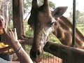 Nairobi Kenya, Langata Giraffe Center (KTZ-3)