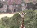 Nairobi Kenya, Langata Giraffe Center (KTZ-3)