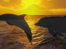 dolphins!!! dolphins!!!