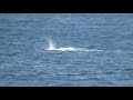 Maui Whale Watching from a Cliff Maui Whale Watching from a Cliff