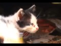 Street animals make a show! Adopt one.