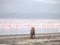 Wanderlusts in Lake Nakuru
