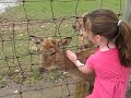Deer Cry